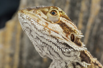 Pogona vitticeps macro 