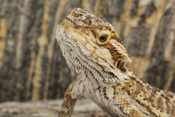 close up of a Pogona vitticeps