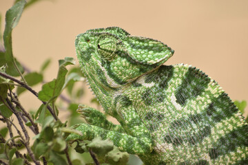 green lizard on a branch or blue tongue skink