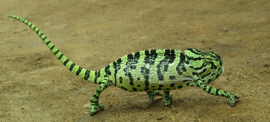 green lizard on a branch or blue tongue skink

