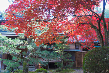 Kyoto, Japan - Autumn leaf color at Ikkyuji Temple (Shuon-an) in Kyotanabe, Kyoto, Japan.
