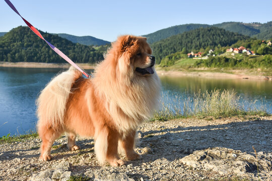 Beautiful dog chow-chow outside. Purebred dog chow chow on vacation on mountain lake Zaovine