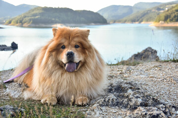Naklejka na ściany i meble Beautiful dog chow-chow outside. Purebred dog chow chow on vacation on mountain lake Zaovine