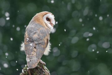 A snowy day for the Barn owl (Tyto alba)