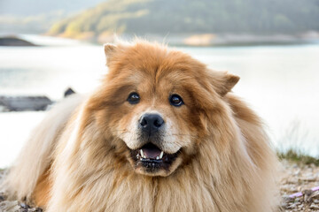 Obraz na płótnie Canvas Beautiful dog chow-chow outside. Purebred dog chow chow on vacation on mountain lake Zaovine