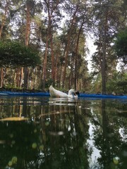
Ducks in the church lake