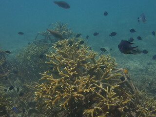 coral transplant at coral nursery for marine conservation