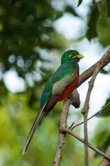A Narina Trogon sits beautifully on a branch with blurred background, South Africa