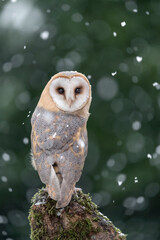 The Barn owl and the snowflakes (Tyto alba)