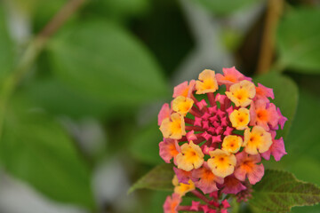 いろんな色の小さくかわいい花びらの花