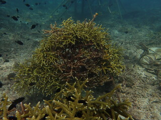 Naklejka na ściany i meble coral transplant at coral nursery for marine conservation