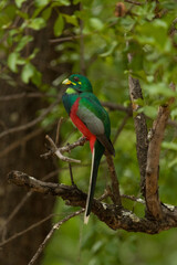 Fototapeta na wymiar A Narina Trogon perched in the tree with a blurred green foliage as background, South Africa. 