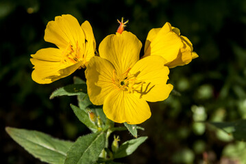 Narrowleaf Evening Primrose (Oenothera tetragona) in garden