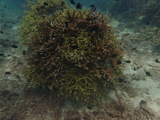 Fototapeta na wymiar coral transplant at coral nursery for marine conservation