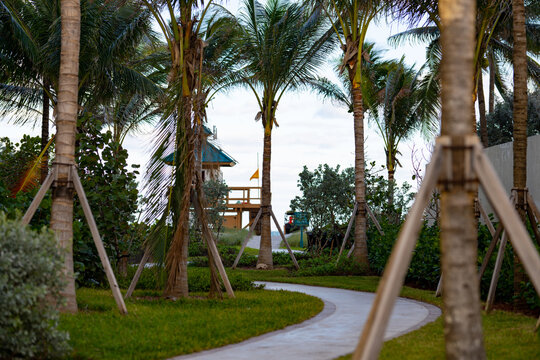 Walkway to the beach Miami scene with palm trees
