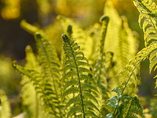 Young green fern in forest.