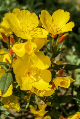 Obraz premium Narrowleaf Evening Primrose (Oenothera tetragona) in garden