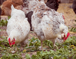 Free range chicken on a farm.