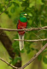 A front view of a Narina Trogon perched in the tree with a blurred green foliage as background, South Africa. 