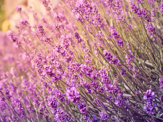 Fototapeta premium Soft focus on lavender flowers.