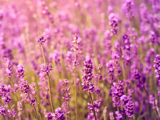 Fototapeta premium Soft focus on lavender flowers.