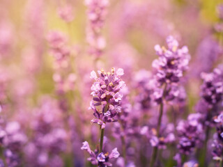Soft focus on lavender flowers.