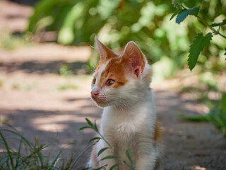 Kitten playing in the garden.