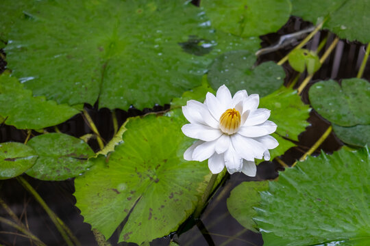 White Nymphaea alba flower of European white water lily and green leaves