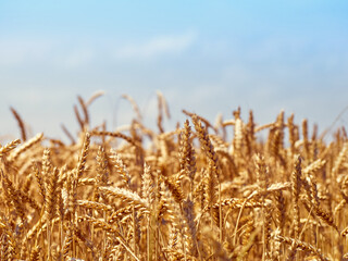 Golden ripe ears of wheat.