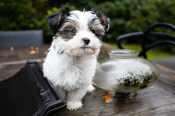 Biewer Yorkshire Terrier Dog puppy in black and white sitting on a table outside seen from the front