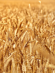 Fototapeta premium Golden ripe ears of wheat.