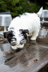 Biewer Yorkshire Terrier Dog puppy in black and white standing on a table looking down outside seen from the front