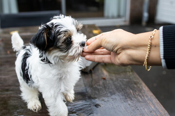 Biewer Yorkshire Terrier Dog puppy in black and white standing on a table outside hand someone is giving a treat seen from the front