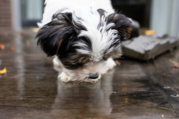 Biewer Yorkshire Terrier Dog puppy in black and white standing on a table looking down outside seen from the front