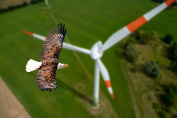Adler fliegt an einem stillstehendem Windrad vorbei.
