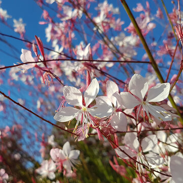 Pink flowers close up. Gaura lindheimeri Siskiyou pink. Blue sky background