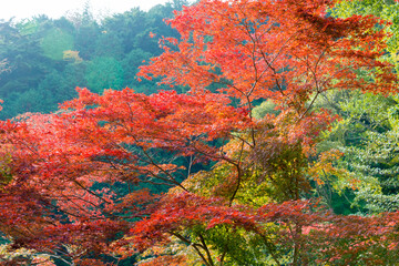 Kyoto, Japan - Autumn leaf color at Yoshiminedera Temple in Kyoto, Japan. The Temple originally built in 1029.