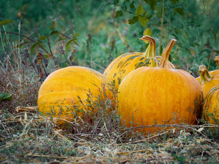 Orange autumn pumpkins on the farm.