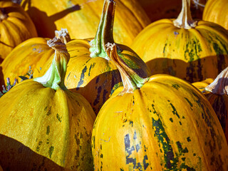 Orange autumn pumpkins on the farm.