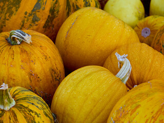 Orange autumn pumpkins on the farm.