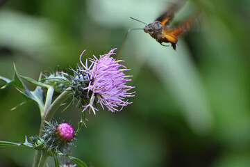 薄いピンクのアザミの蜜を吸っている昆虫