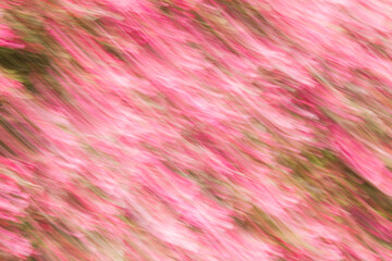 Artsy motion blurred pink flowers.
