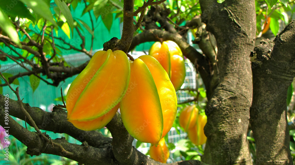 Wall mural yellow fruit on a tree