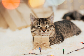 Funny kitten sleeping on the little kraft gift box.