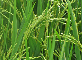 Green rice field