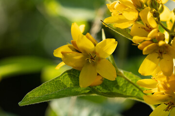 yellow flower in the garden 