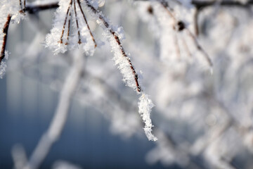 icicles on a branch