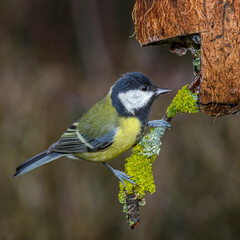 Obraz premium Kohlmeise (parus major)