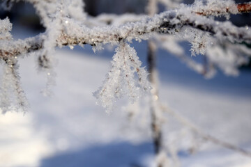 snow covered branches