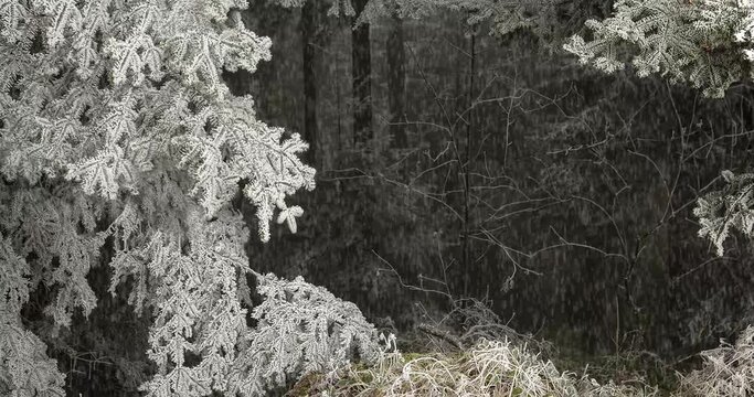 Falling snow, atmospheric winter forest landscape animation. Frozen dark wood, moving image with hoar frost on fir branches and snowflakes. Winter magic. Frost on the pine trees. 